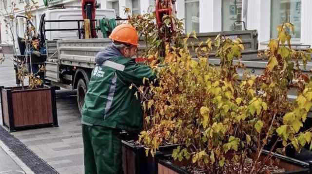 Мобильное озеленение отправляют на зимовку в Перми