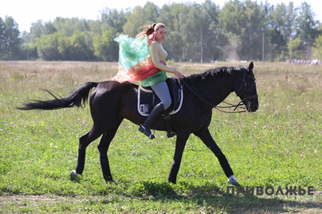 Лошадей за 5,5 млн рублей купят татарстанской школе