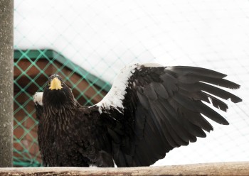 Спасенный белоплечий орлан идет на поправку в нижегородском зоопарке