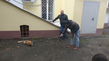 Снова в лес: пойманную в Нижегородском кремле лисицу вернули в привычную среду обитания