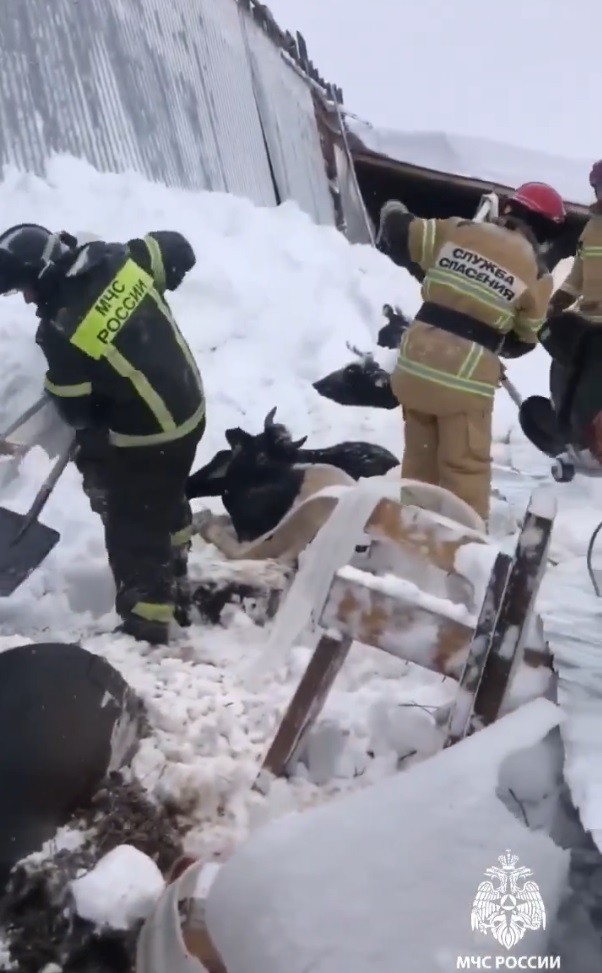 30 коров оказались под завалами обрушившейся фермы в Удмуртии