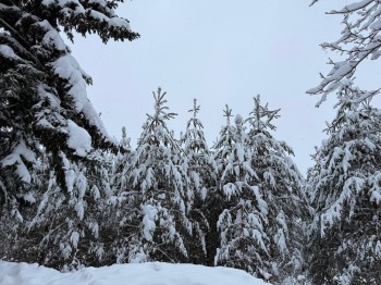 Лесники провели более 1 400 рейдов в рамках акции «Ёлочка, живи!»