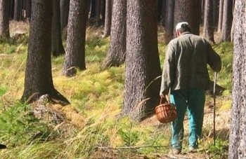 Поиски пенсионера пройдут в лесном массиве Сормовского района Нижнего Новгорода 29 июля
