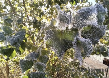 Заморозки до -1° ожидают жителей Ульяновской области 11 сентября Заморозки до -1° ожидают жителей Ульяновской области 11 сентября