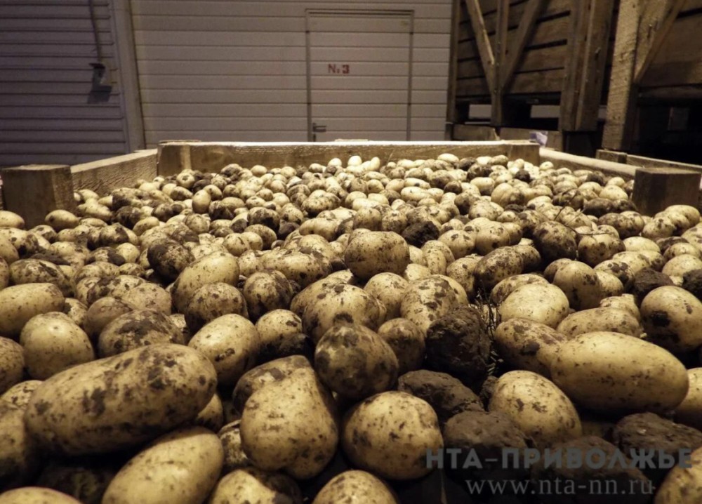 Свыше 77% картофельных полей убрано в Чувашии