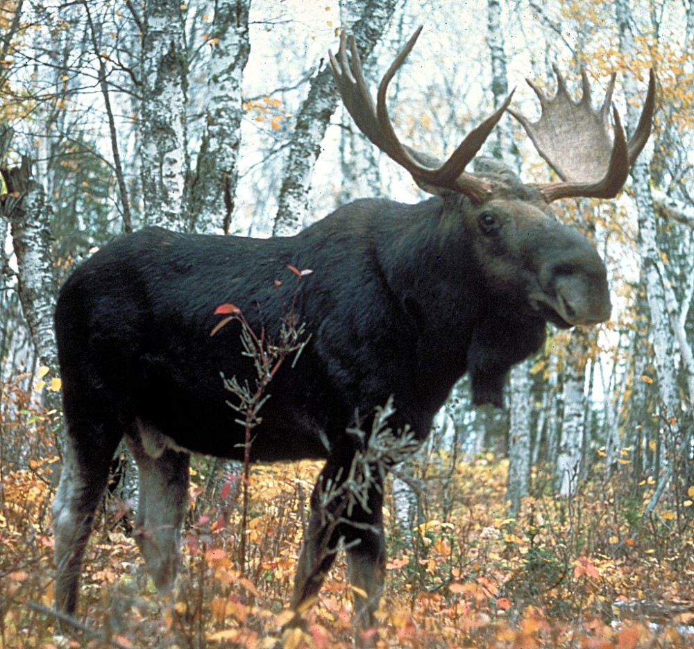 Фото: USDA Forest Service. Фото: USDA Forest Service.