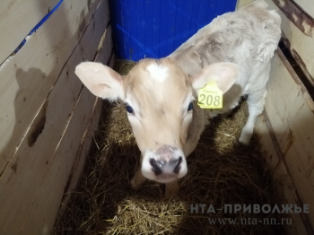 Объёмы производства животноводческой продукции увеличены в Нижегородской области с начала 2023 года