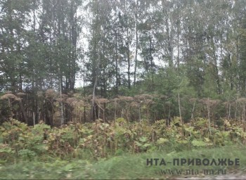 Владельцам 383 га зарастающих участков в Ульяновской области выдали предписания Владельцам 383 га зарастающих участков в Ульяновской области выдали предписания