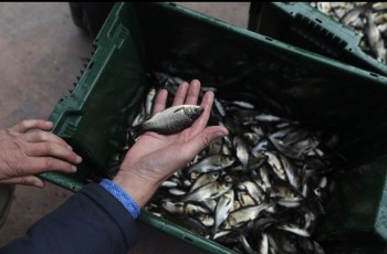 Свыше 300 тыс. мальков выпустили в водоемы Оренбургской области