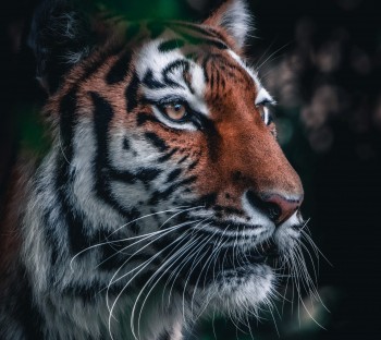 Ослепшую тигрицу из Саратова передадут в Московский зоопарк