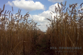 Урожай зерновых и зернобобовых культур начали собирать в Нижегородской области