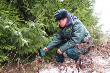 Охрана хвойного молодняка усилена в Нижегородской области в предновогодний период