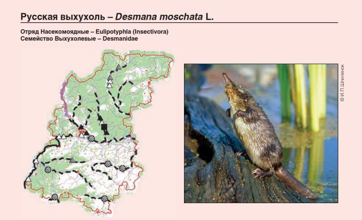 В Нижегородской области подготовили переиздание Красной книги