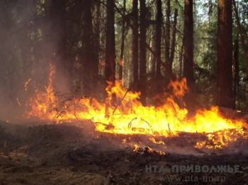 Роман Бусаргин потребовал усилить профилактику лесных пожаров в Саратовской области