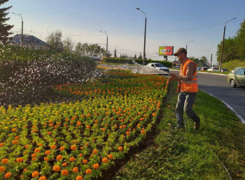 Нижний Новгород украсят 216 цветников из однолетников
