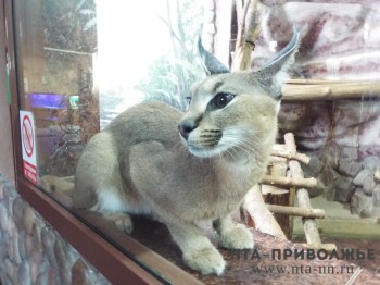 Выставка кошек в Мордовии гастролирует без лицензии