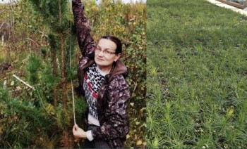 Инвентаризацию лесных культур проводят в чувашских лесничествах Инвентаризацию лесных культур проводят в чувашских лесничествах