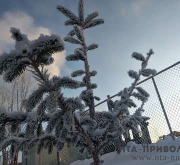 Вырубки елок к новому году не будет в саратовских лесхозах