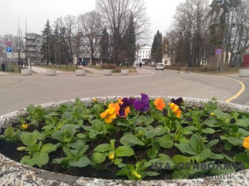Нижегородский кремль украсят почти 60 тыс. анютиных глазок