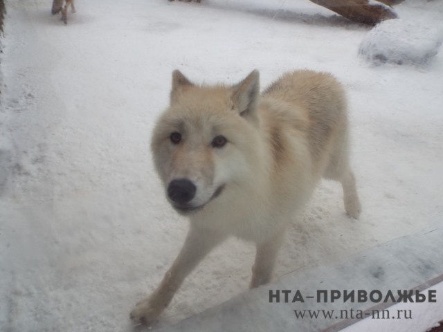 667 тыс. рублей выделят в Кировской области на отстрел волков 667 тыс. рублей выделят в Кировской области на отстрел волков