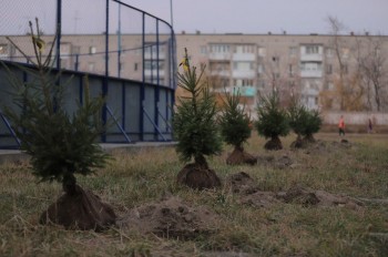 Тысячу елей высадили в Нижегородской области в рамках проекта &quot;Хвойный город&quot;