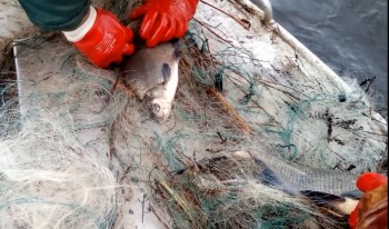 Более 200 экземпляров жизнеспособной рыбы спасено из браконьерских сетей в Нижегородской области