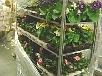 Нижегородский Россельхознадзор выявил партию зараженных трипсом цветов