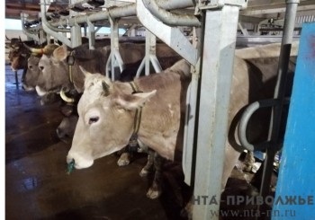 Ежедневный надой молока в Кировской области вырос на 10,4% Ежедневный надой молока в Кировской области вырос на 10,4%