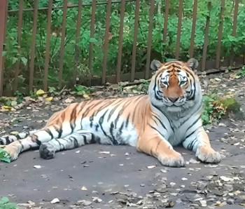 Амурского тигра Джейка передадут в Пензенский зоопарк