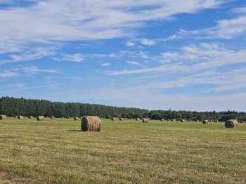 В Нижегородской области выполнено более половины запланированного объема кормозаготовительных работ В Нижегородской области выполнено более половины запланированного объема кормозаготовительных работ