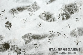 Метель 18 ноября в Нижегородской области продолжится и в ночь