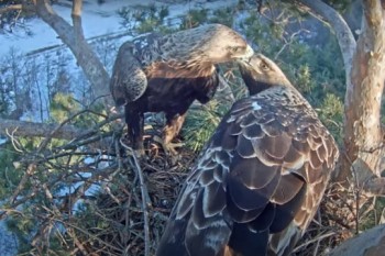 Орнитологи Чувашии запустили онлайн-трансляцию из гнезда солнечных орлов (ВИДЕО)