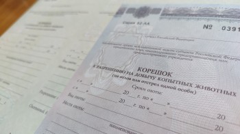В Нижегородской области стартовал прием заявлений на участие в жеребьевке для добычи копытных животных и медведя В Нижегородской области стартовал прием заявлений на участие в жеребьевке для добычи копытных животных и медведя