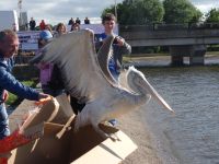 Пеликанов, лебедей и уток-мандаринок выпустили в воды Чебоксарского залива