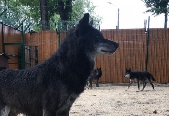 Шесть волков из нижегородской &quot;Швейцарии&quot; перевезли в балахнинский зоопарк
