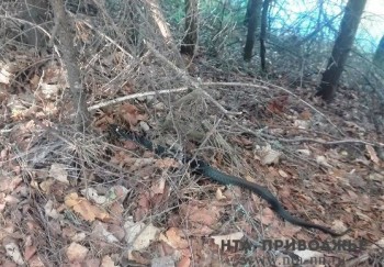 Рекордное количество змеиных укусов зарегистрировано в Чувашия