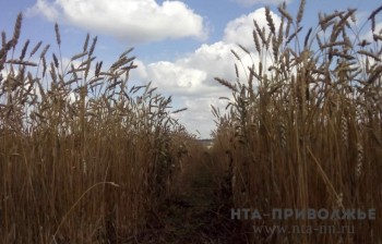 Народные приметы: 11 июня