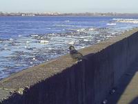 В Нижегородской области отмечается повышение уровня воды в Волге 