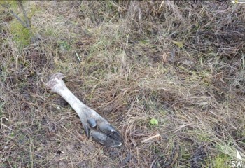 Нелегальную добычу лося выявили в &quot;Бирском&quot; заказнике Башкирии