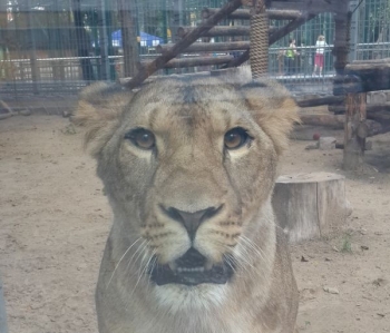 Львица напала на мужчину в зоопарке &quot;Мадагаскар&quot; в Нижнем Новгороде
