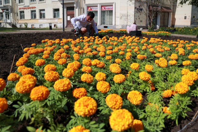 Около 1,3 млн цветов высадят в Нижнем Новгороде