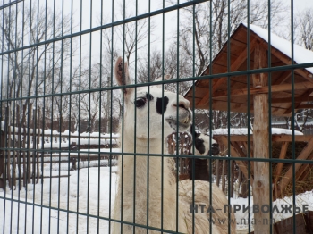 Студенты могут посетить нижегородский зоопарк &quot;Лимпопо&quot; по сниженной цене 25, 28 и 29 января