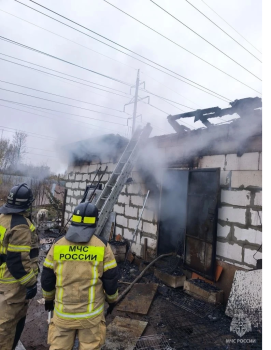 Около 200 собак предположительно погибло на нижегородском пожаре 