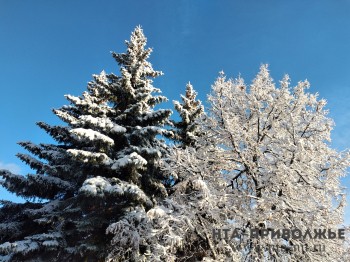 Большинство новогодних деревьев в этом году Северная Осетия получит из Ульяновской области