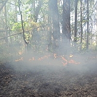 В Нижегородской области действующим остается 1 лесной пожар

