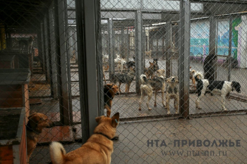 Контракт на отлов бродячих собак заключили в Оренбурге