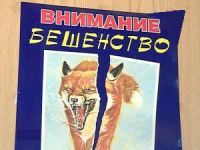 Карантин по бешенству установлен в Автозаводском районе Нижнего Новгорода до 31 мая