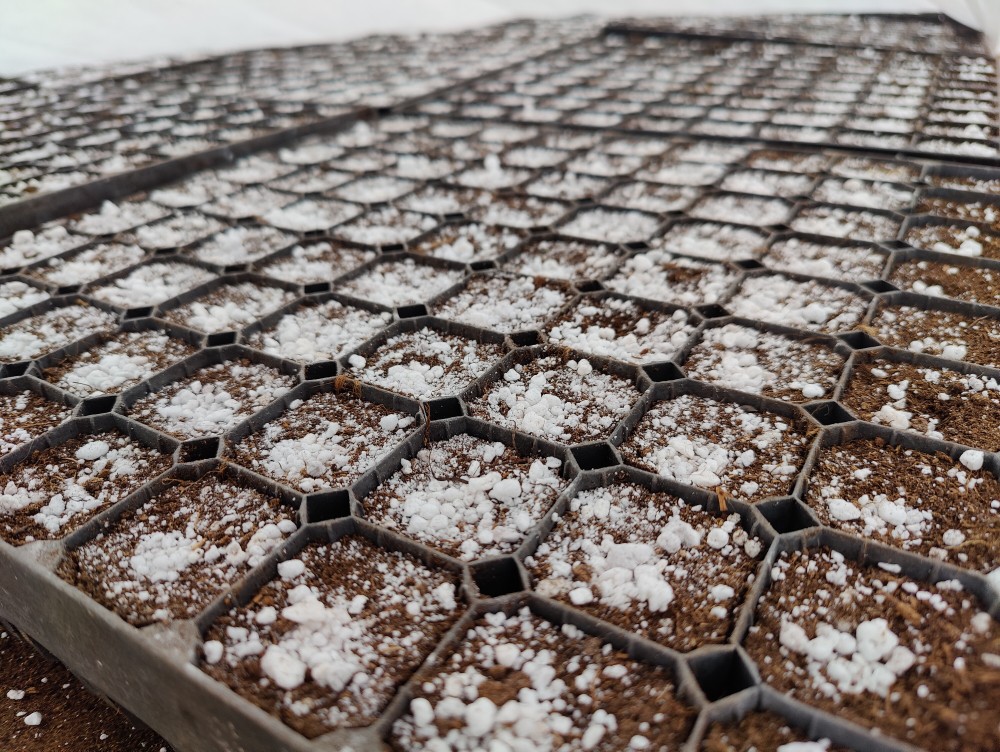 В Нижегородской области вырастят более 15 млн деревьев