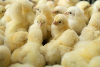 Прием заявок на участие в молодежном проекте «Кадровый резерв руководителей АПК» стартовал в Нижегородской области