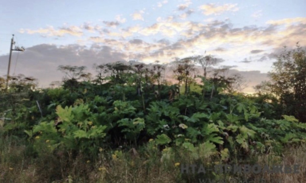 Перечень опасных растений-чужаков создадут в Башкирии
